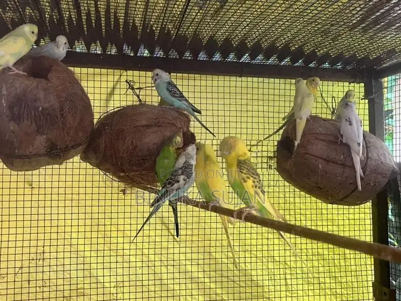 Love Birds