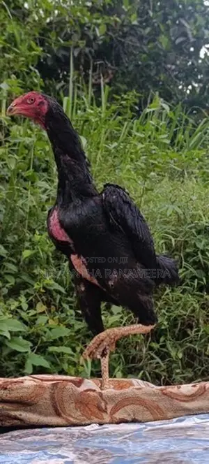 Shamo Hen