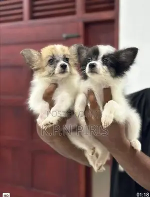 Pomerian Puppies