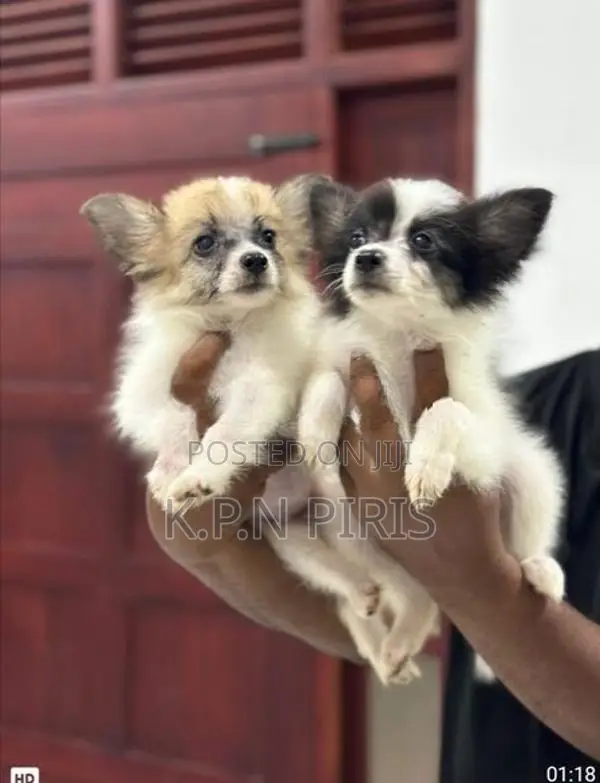 Pomerian Puppies
