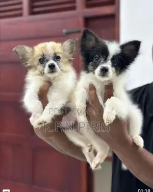 Pomerian Puppies