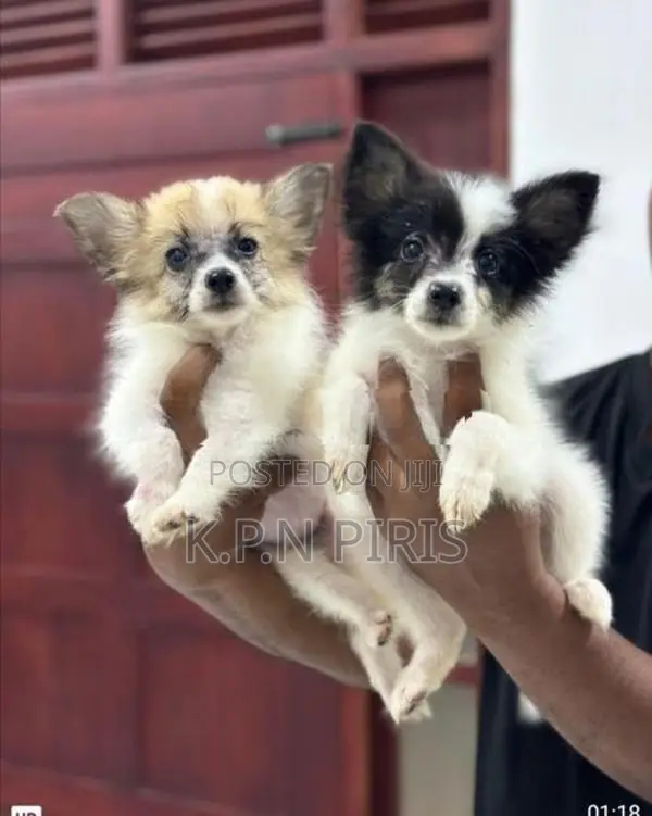 Pomerian Puppies