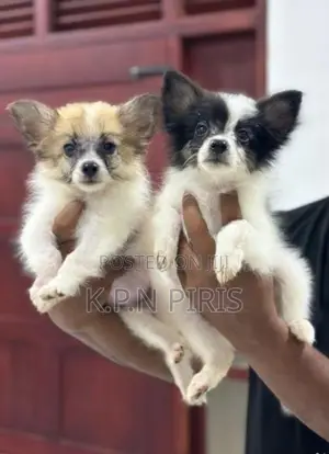 Pomerian Puppies