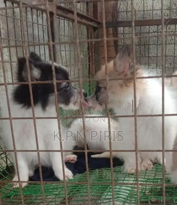 Pomerian Puppies
