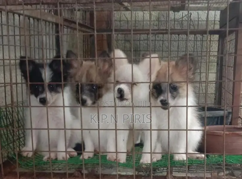 Pomerian Puppies