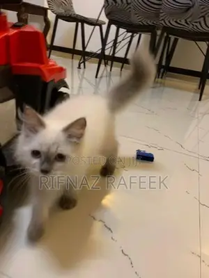 Himalayan Kitten