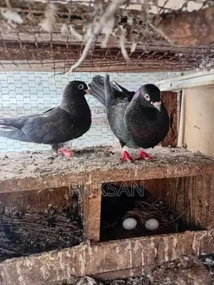 Pigeons