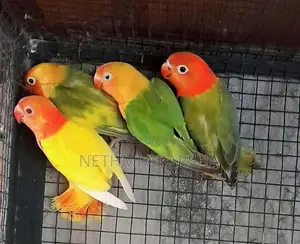 ඇප්‍රිකන් කුරුල්ලන්