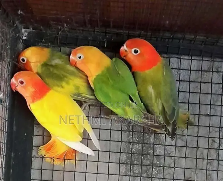 ඇප්‍රිකන් කුරුල්ලන්