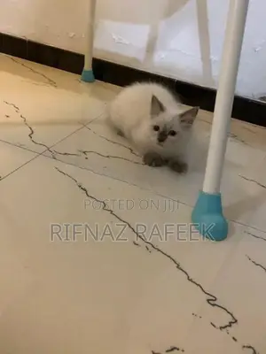 Himalayan Kitten