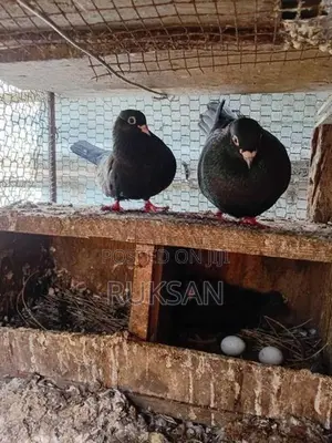 Pigeons