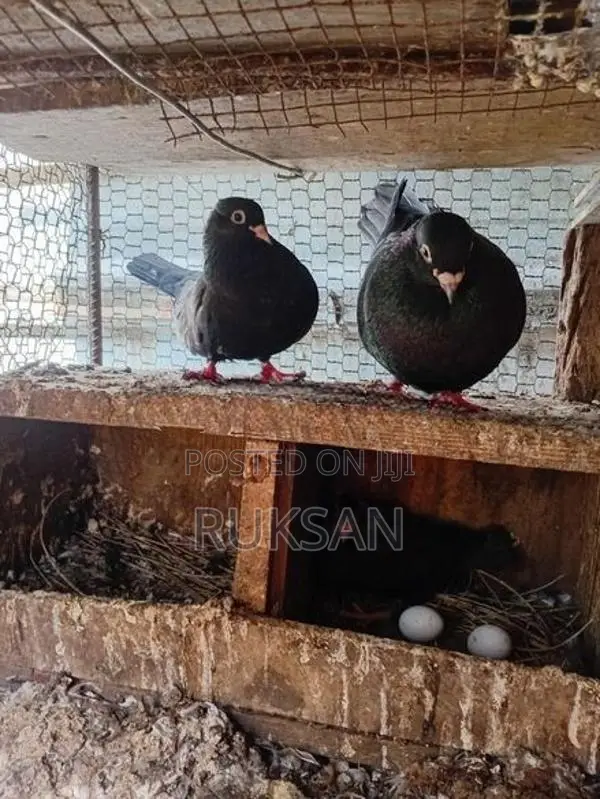 Pigeons