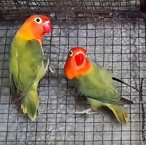 ඇප්‍රිකන් කුරුල්ලන්