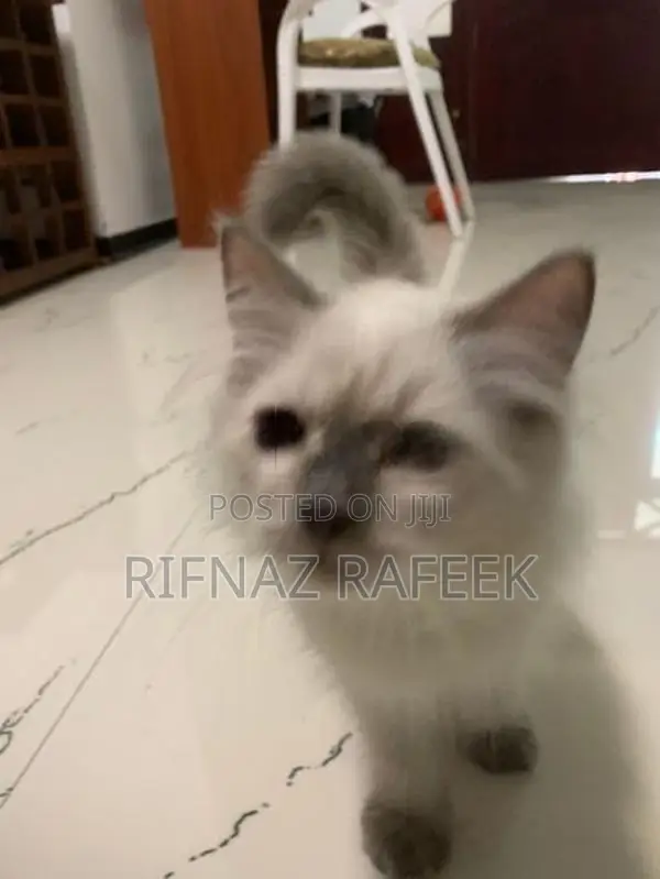 Himalayan Kitten