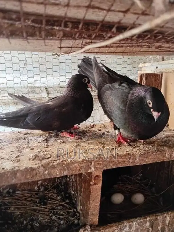 Pigeons