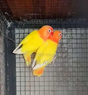 ඇප්‍රිකන් කුරුල්ලන්