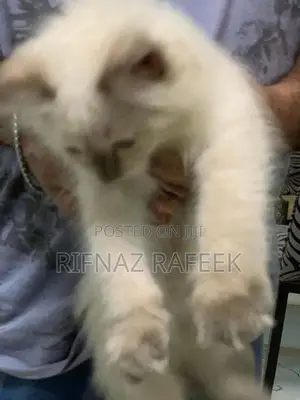 Himalayan Kitten