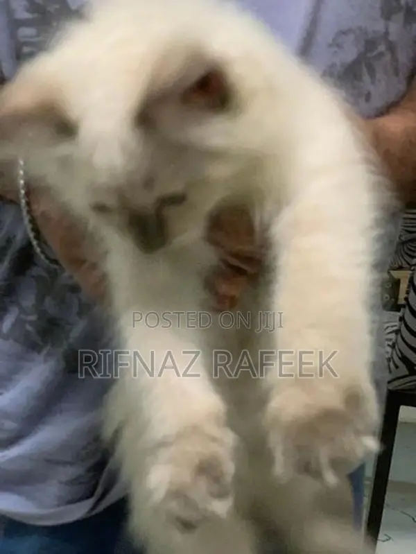 Himalayan Kitten