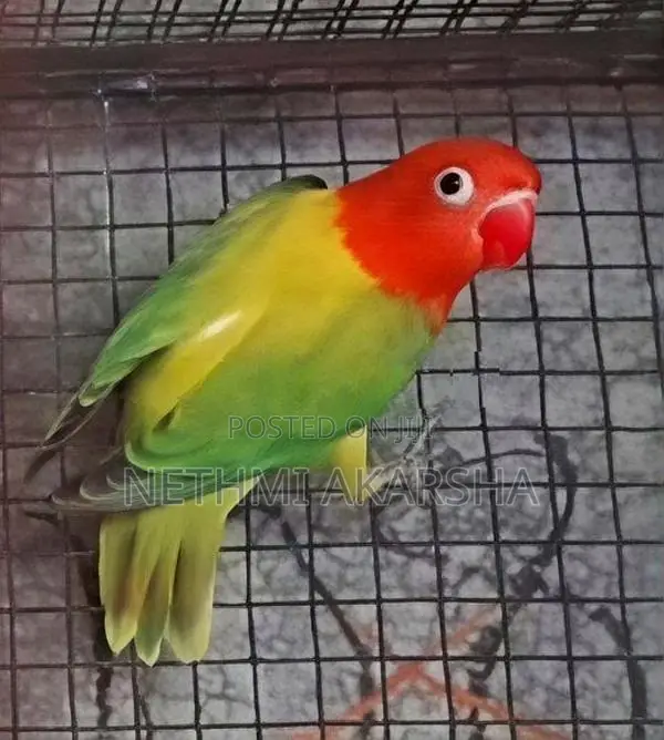 ඇප්‍රිකන් කුරුල්ලන්