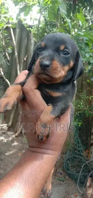 Dachshund Puppies