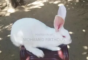 Newzealand White Rabbit