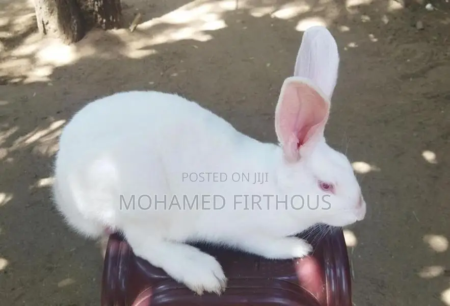 Newzealand White Rabbit