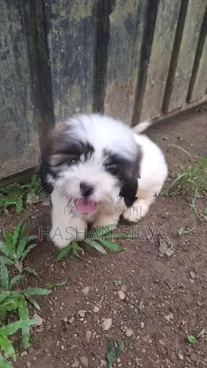 Shit Zu Puppy