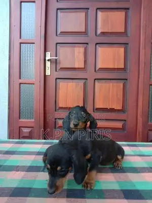 Dachshund Puppies