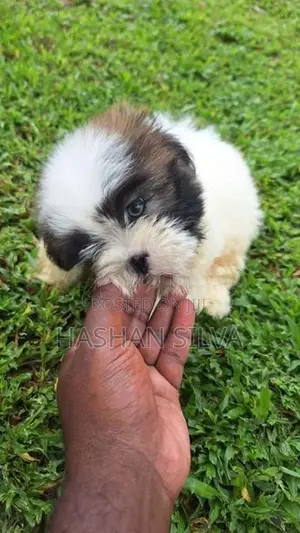 Shit Zu Puppy
