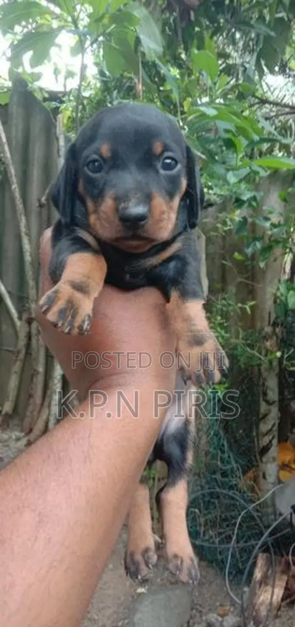 Dachshund Puppies