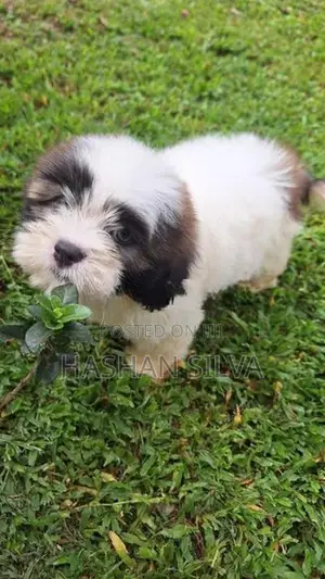 Shit Zu Puppy