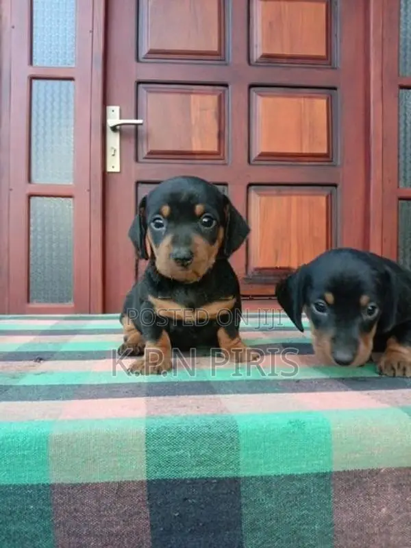 Dachshund Puppies