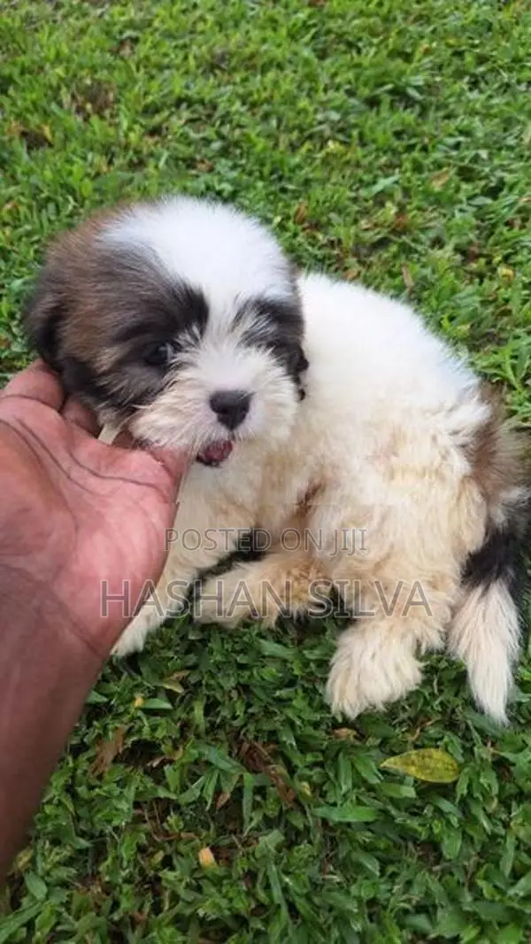 Shit Zu Puppy