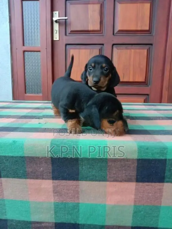 Dachshund Puppies