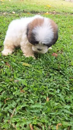 Shit Zu Puppy