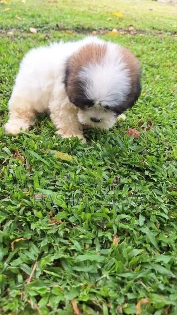 Shit Zu Puppy