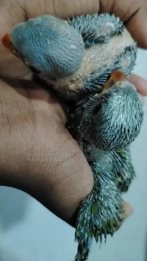 Budgerigar Chick