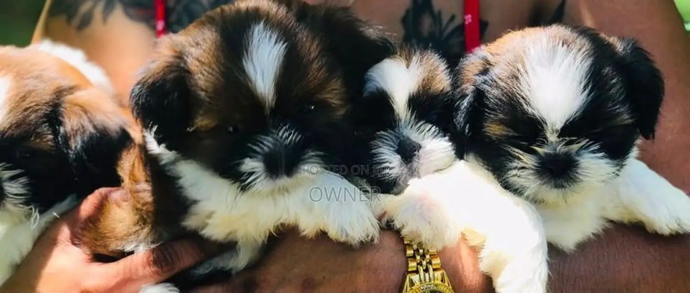 Shih Tzu Puppies