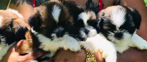 Shih Tzu Puppies