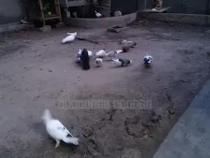 Pigeons