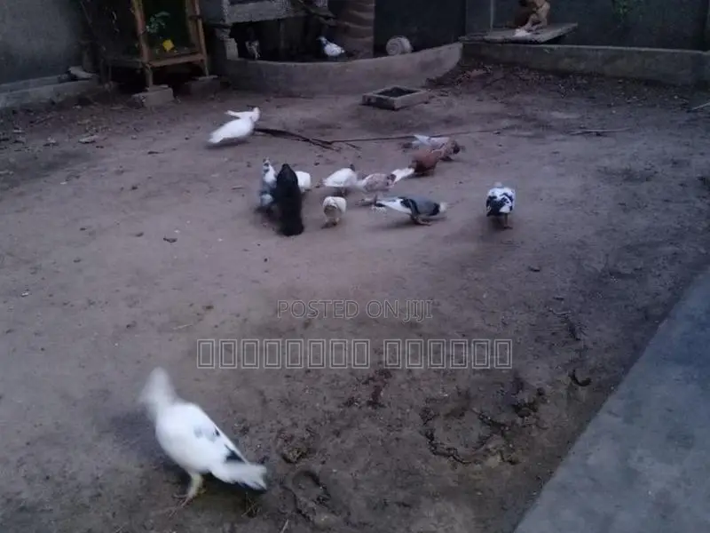 Pigeons
