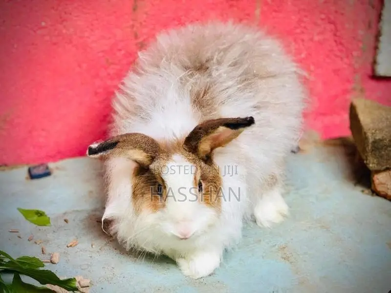 Angora Female