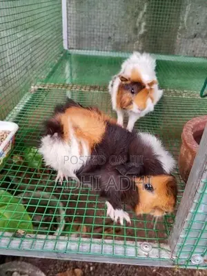 ගිනිපිග්