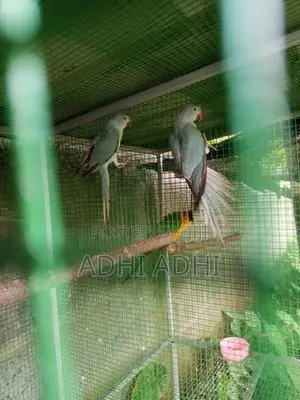 Blue Parrots Pair