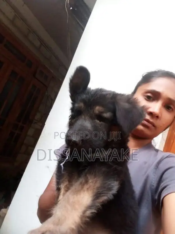 German shepherd female puppy