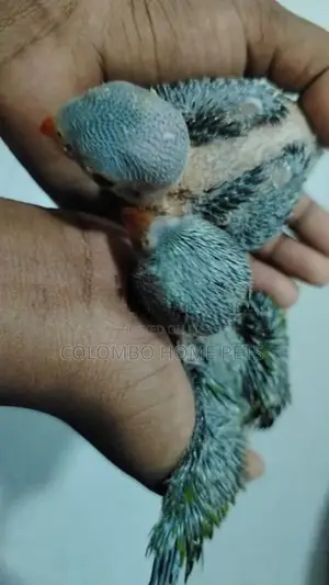 Budgerigar Chick