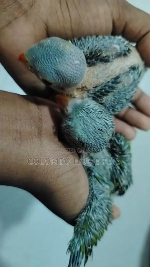 Budgerigar Chick