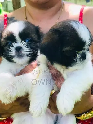 Shih Tzu Puppies