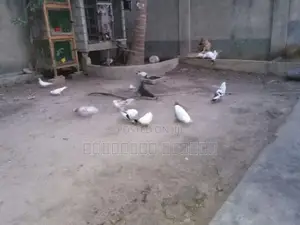 Pigeons