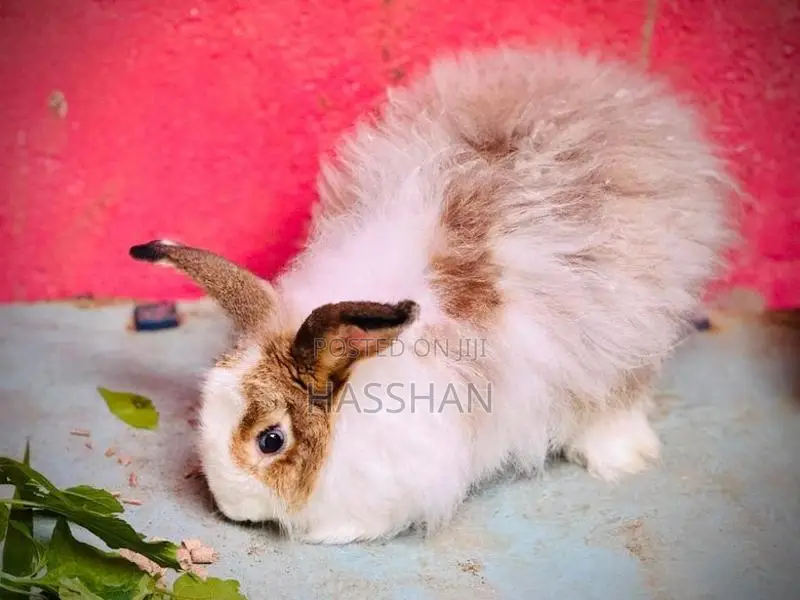 Angora Female
